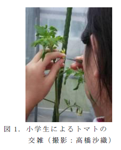 図1. 小学生によるトマトの交雑( 撮影: 高橋沙織)