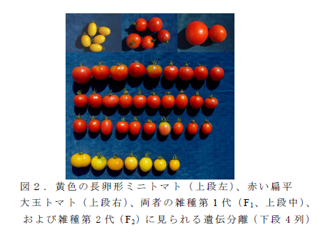 図2 . 黄色の長卵形ミニトマト( 上段左)、赤い扁平大玉トマト( 上段右)、両者の雑種第1 代( F1、上段中)、 および雑種第2 代( F2)に見られる遺伝分離( 下段4 列)