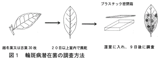 図1.輪斑病潜在菌の調査方法