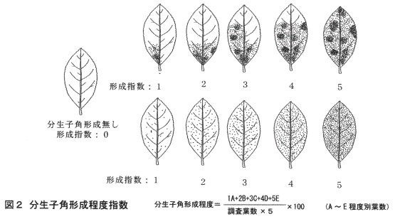 図2.分生子角形成程度指数