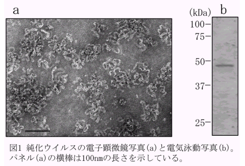 図1.純化ウイルスの電子顕微鏡写真(a)と電気泳動写真(b)。