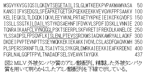 図2 MiLV 外被タンパク質のアミノ酸配列。精製した外被タンパク 質を用いて明らかにしたアミノ酸配列を下線で示している。