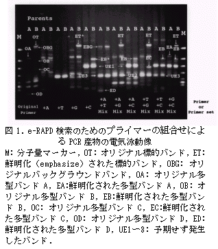 図1. e-RAPD 検索のためのプライマーの組合せによ るPCR 産物の電気泳動像