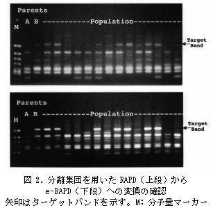 図2. 分離集団を用いたRAPD(上段)から e-RAPD(下段)への変換の確認 矢印はターゲットバンドを示す。