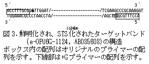 図3. 鮮明化され、STS 化されたターゲットバンド