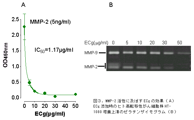 図 3 . M MP -2 活性に及ぼすECgの効果