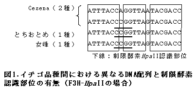 図1.イチゴ品種間における異なるDNA配列と制限酵素 認識部位の有無