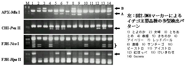 図2.DNAマーカーによる イチゴ主要品種の多型検出パ ターン