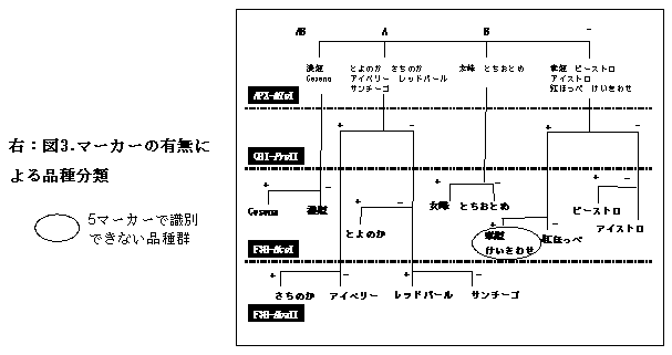 図3.マーカーの有無に よる品種分類