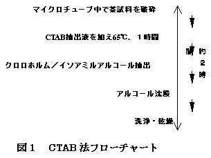 図1 CTAB 法フローチャート