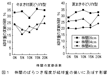 図1 株間のばらつき程度が結球重の揃いに及ぼす影響