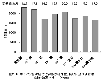 図2-b キャベツ苗の植付け姿勢が結球重、揃いに及ぼす影響 春植-初夏どり