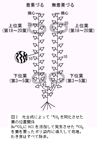 図2 光合成によって13CO2 を同化させた 葉の位置関係