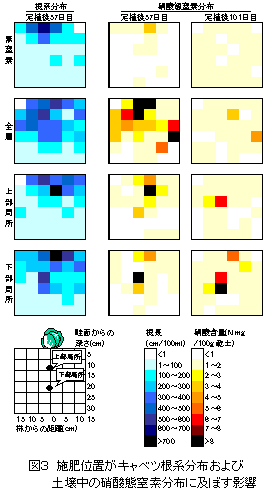 図3 施肥位置がキャベツ根系分布および土壌中の硝酸態窒素分布に及ぼす影響