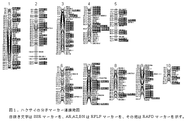 図1.ハクサイの分子マーカー連鎖地図