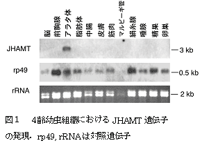 図1 4齢幼虫組織におけるJHAMT遺伝子の発現