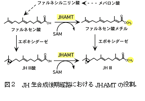 図2 JH生合成後期経路におけるJHAMTの役割