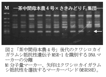 図2 KM8後代のクワシロカイガラムシ抵抗性遺伝子MSR-1を識別するDNAマーカーの分離