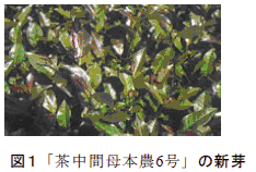 図1 F95181の新芽