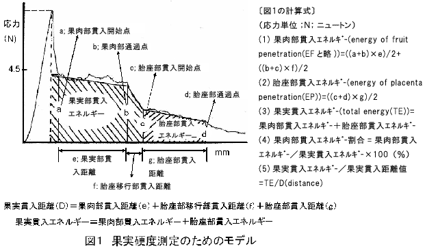 図1 果実硬度測定のためのモデル