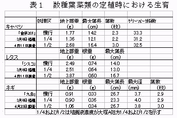 表1 数種葉菜類の定植時における生育