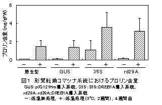 図1 形質転換コマツナ系統におけるプロリン含量