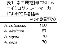表1 ネギ属植物におけるマイクロサテライトマーカーによるPCR増幅率