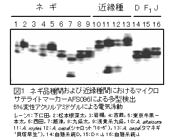 図1ネギ品種間および近縁種間におけるマイクロサテライトマーカーAFS096による多型検出