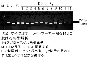 図2 マイクロサテライトマーカーAFS140における多型解析