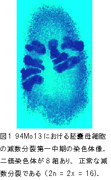図1 94Mo13における胚嚢母細胞の減数分裂第一中期の染色体像.