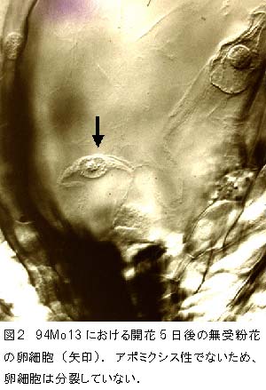 図2  94Mo13における開花5日後の   無受粉花の卵細胞(矢印).