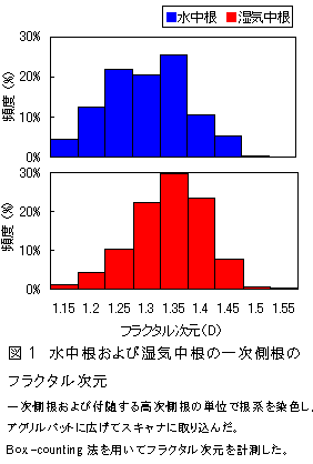 図1 水中根および湿気中根の一次側根のフラクタル次元