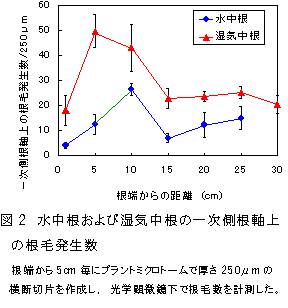 図2 水中根および湿気中根の一次側根軸上の根毛発生数