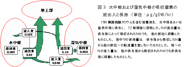 図3 水中根および湿気中根の吸収窒素の流出入と保持 (単位:μg/gDW/hr)