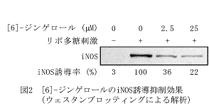 図2 [6]-ジンゲロールのiNOS誘導抑制効果