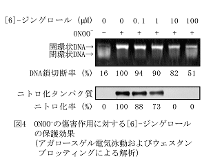 図4 ONOO-の傷害作用に対する[6]-ジンゲロールの保護効果