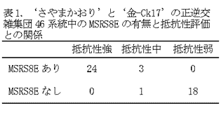 表1. 'さやまかおり'と'金-Ck17'の正逆交雑集団46系統中のMSRS8Eの有無と抵抗性評価との関係