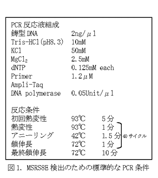 図1. MSRS8E検出のための標準的なPCR条件