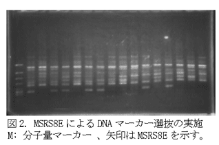 図2. MSRS8EによるDNAマーカー選抜の実施
