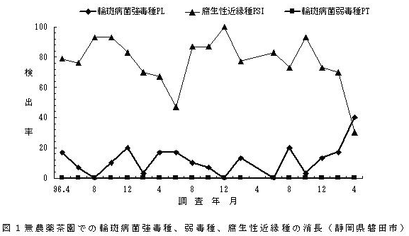 図1無農薬茶園での輪斑病菌強毒種、弱毒種、腐生性近縁種の消長(静岡県磐田市)