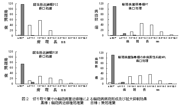 図2 切り取り葉での輪斑病菌近縁種による輪斑病病斑形成及び拡大抑制効果