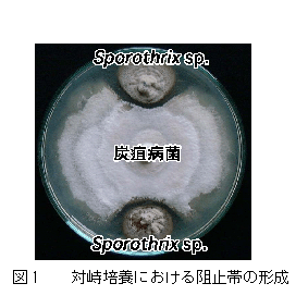 図1 対峙培養における阻止帯の形成