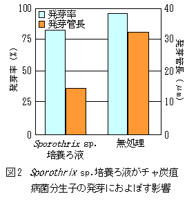 図2 Sporothrix sp.培養ろ液がチャ炭疽
病菌分生子の発芽におよぼす影響