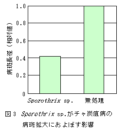 図3	Sporothrix sp.がチャ炭疽病の
病斑拡大におよぼす影響