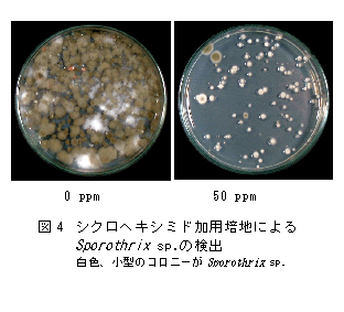 図4 シクロヘキシミド加用培地によるSporothrix sp.の検出