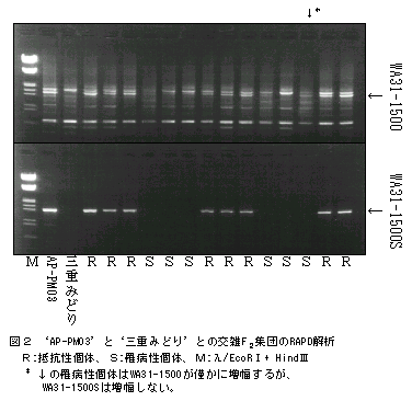 図2 'AP-PM03'と'三重みどり'との交雑F2集団のRAPD解析