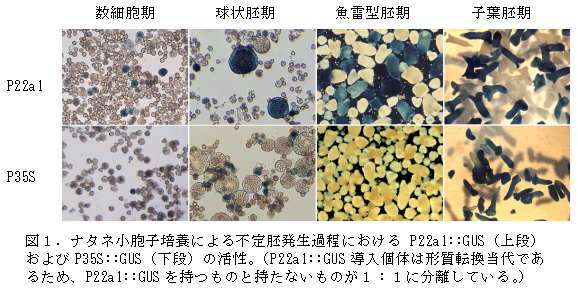 図1.ナタネ小胞子培養による不定胚発生過程におけるP22a1::GUS(上段) およびP35S::GUS(下段)の活性。