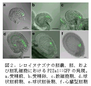 図2.シロイヌナズナの胚嚢、胚、およ び胚乳細胞におけるP22a1::GFP の発現。