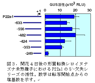 図3.開花4日後の形質転換シロイヌナ ズナ未熟種子におけるP22a1 の5'-欠失シ リーズの活性。