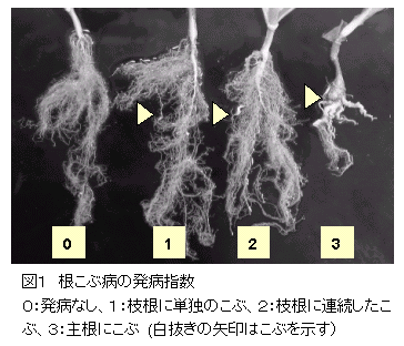 図1 根こぶ病の発病指数